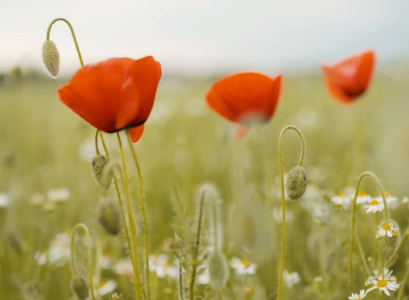 Poppies