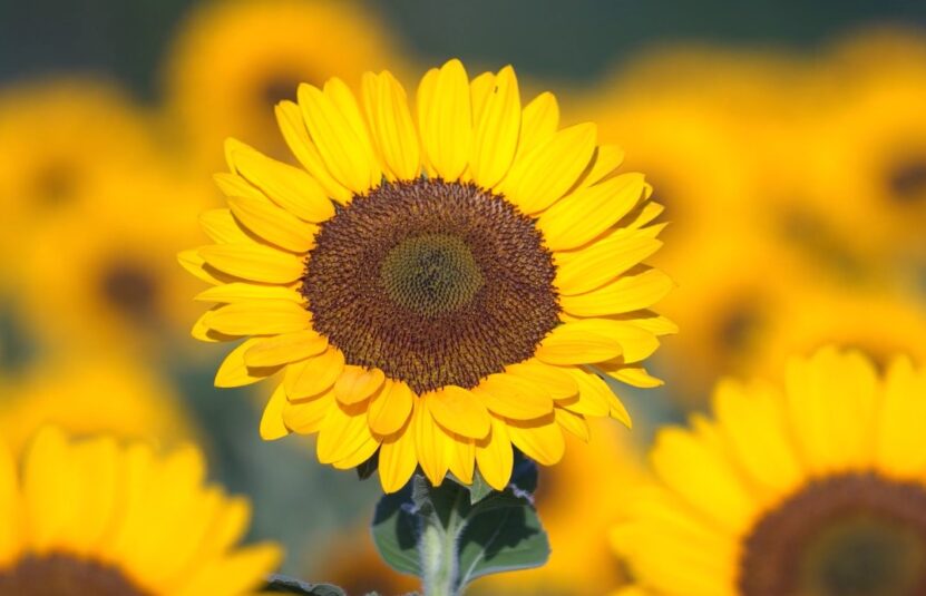 Sunflowers