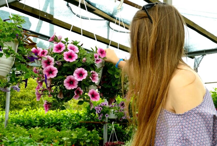 flowers care tips