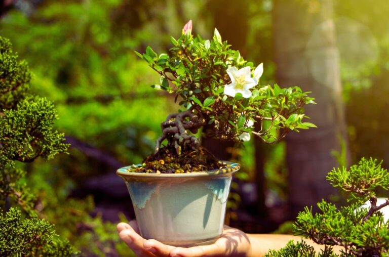 Bonsai Tree Sunlight Survive reasons