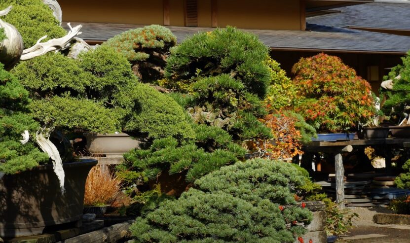 Can Bonsai Tree Survive Without Sunlight conditions
