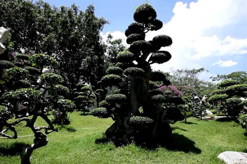 Can Bonsai Tree Survive Without Sunlight deprivation