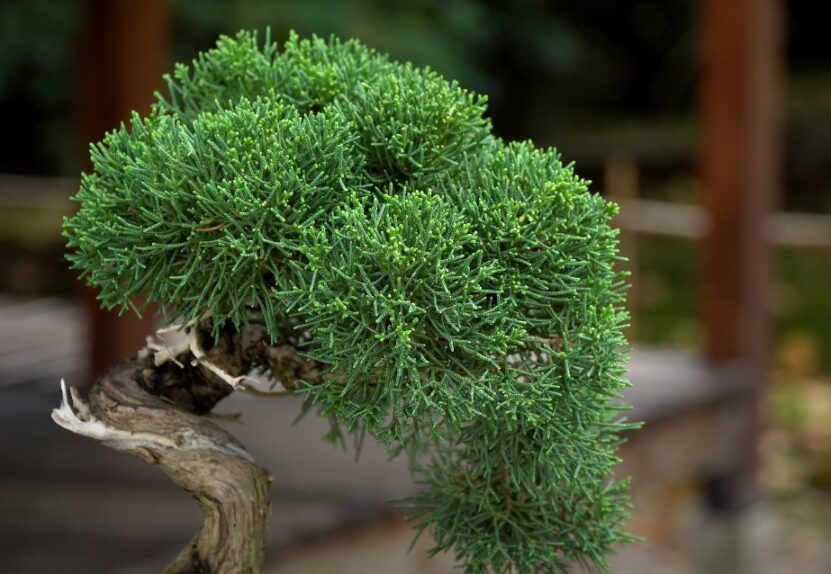 Can Bonsai Tree Survive Without Sunlight growth