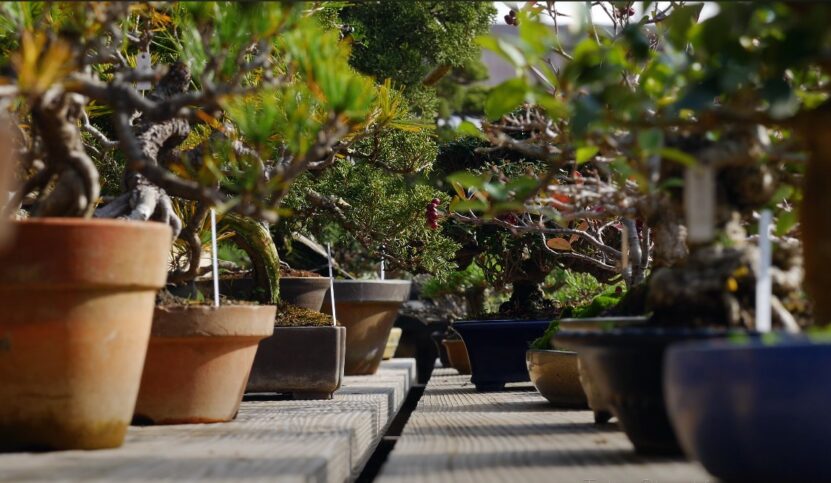 Can Bonsai Tree Survive Without Sunlight impact