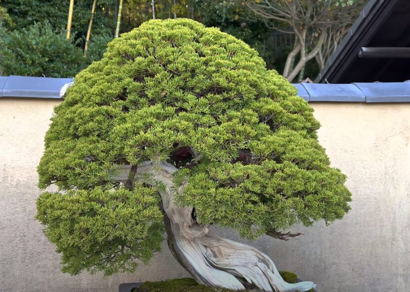 Can Bonsai Tree Survive Without Sunlight repot