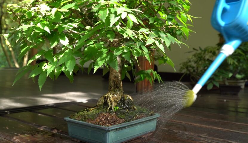 Can Bonsai Tree Survive Without Sunlight watering