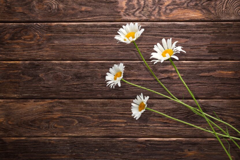 Daisies