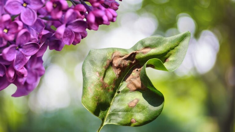 Lilac Brown Leaf and Flowers