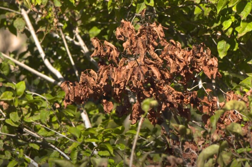 How to Fix Lilac Leaves Turning Brown bacteria