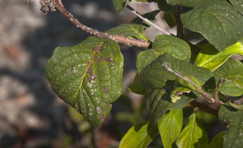 How to Fix Lilac Leaves Turning Brown diseases