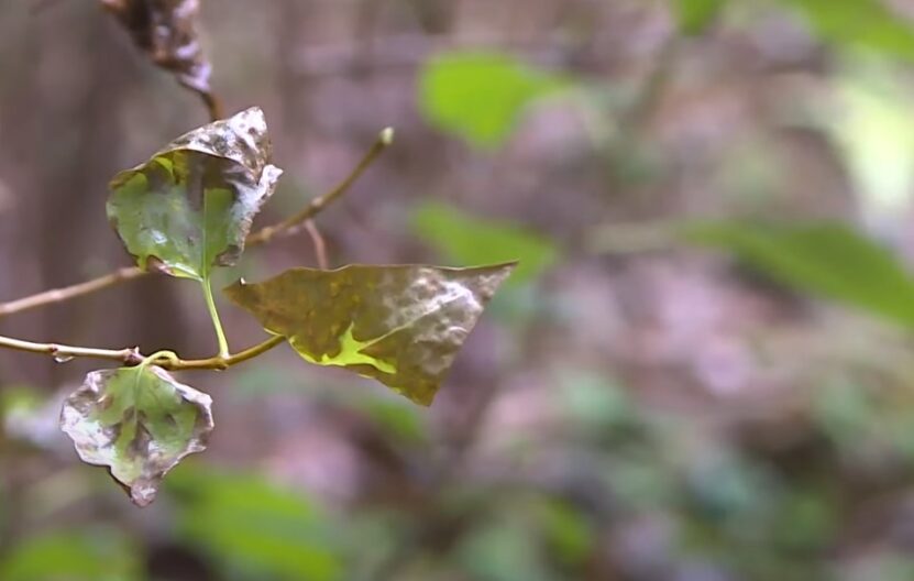 How to Fix Lilac Leaves Turning Brown monitoring