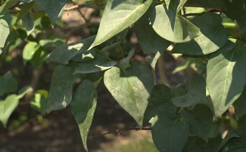 How to Fix Lilac Leaves Turning Brown powdery