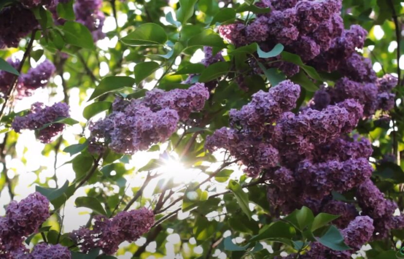 How to Fix Lilac Leaves Turning Brown sunlight