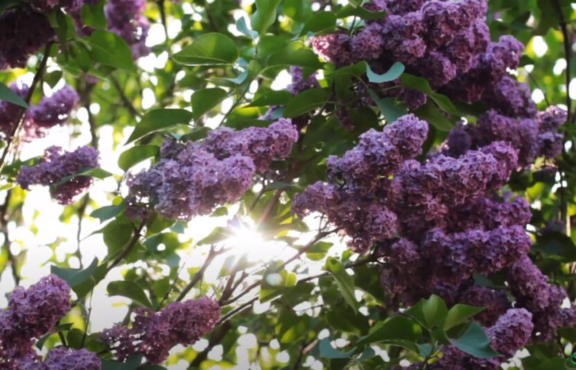 How to Fix Lilac Leaves Turning Brown sunlight