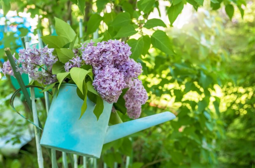 How to Fix Lilac Leaves Turning Brown watering