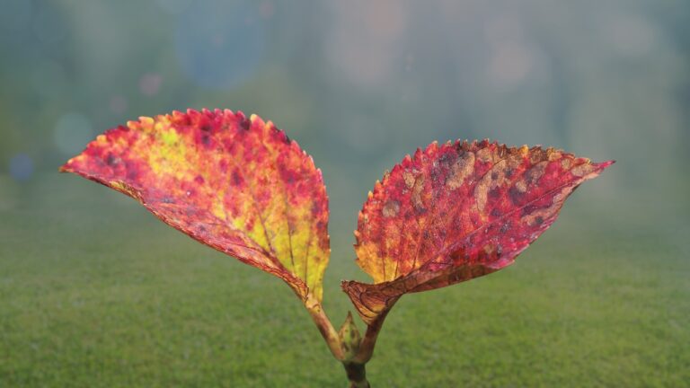 Why Hydrangea Leaves Are Red