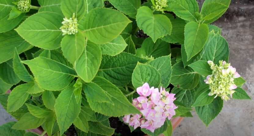 Hydrangea Leaves Turning Red causes