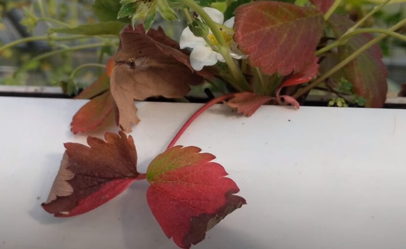 Hydrangea Leaves Turning Red pests