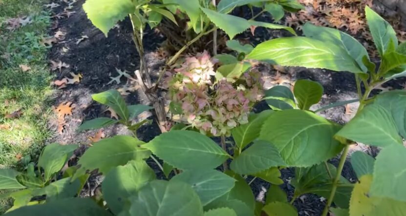 Hydrangea Leaves Turning Yellow