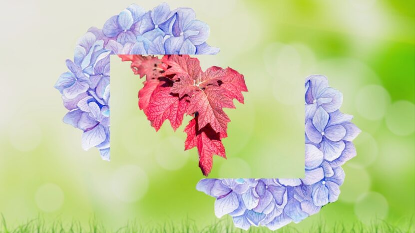 Hydrangeas Varieties and Red Leaves