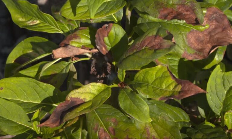 Lilac Leaves Turning Brown How to Fix tips