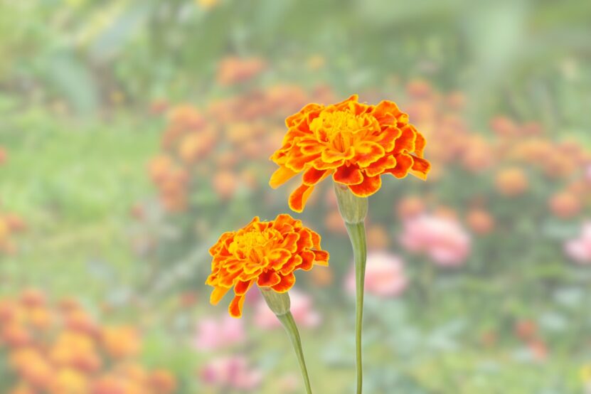 Marigolds