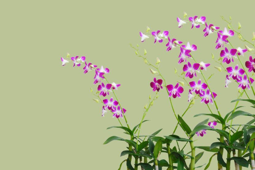 Orchids