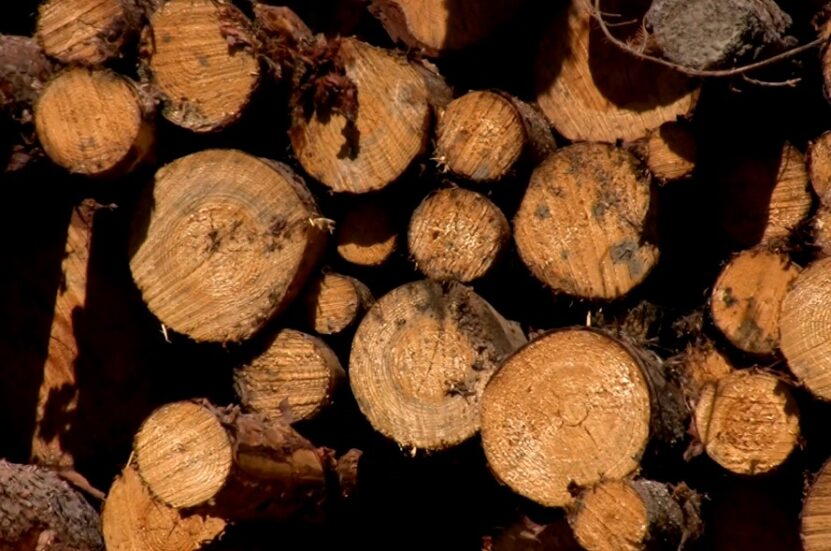 Pine Trees Good Firewood stack