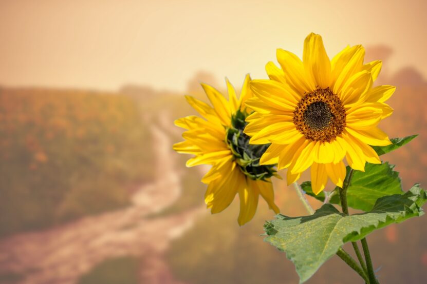 Sunflowers