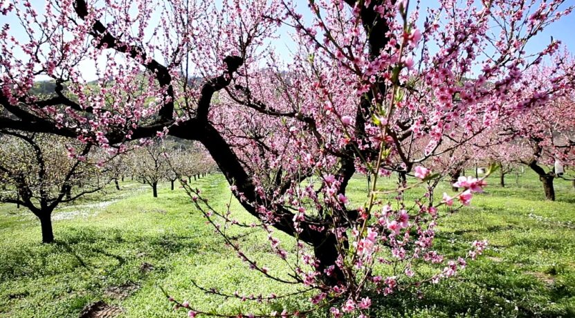 How to Deal With Peach Tree disease
