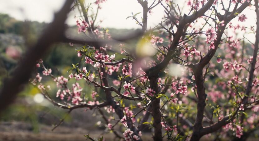 Impact of weather on Peach Tree Blooming