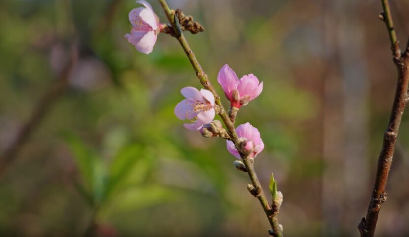 Importance of Sunlight on Peach Tree Blooming