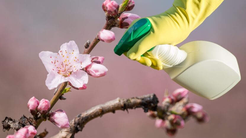 Peach Trees Pest and Disease Management