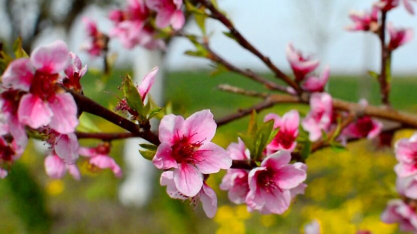Phases of Peach Trees Bloom