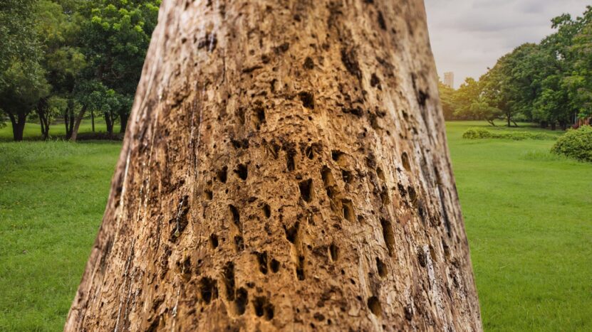 Tree Diseases and Pests