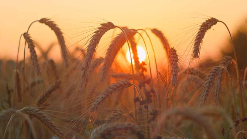 Weather forecasting impact on farming