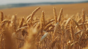 Wheat Field - Global Production