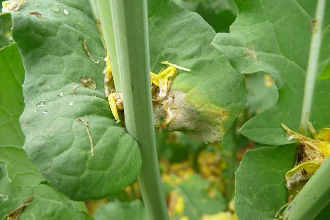 Canola Sclerotinia Stem Rot